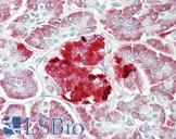 ERO1LB Antibody - Anti-ERO1LB antibody IHC staining of human pancreas. Immunohistochemistry of formalin-fixed, paraffin-embedded tissue after heat-induced antigen retrieval.