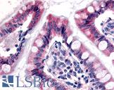 ESRRG / ERR Gamma Antibody - Anti-ESRRG / ERR3 antibody IHC of human small intestine. Immunohistochemistry of formalin-fixed, paraffin-embedded tissue after heat-induced antigen retrieval.