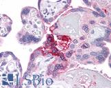 ESX1 Antibody - Anti-ESX1 antibody IHC of human placenta. Immunohistochemistry of formalin-fixed, paraffin-embedded tissue after heat-induced antigen retrieval. Antibody concentration 5 ug/ml.