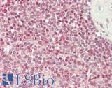 ETS1 / ETS-1 Antibody - Human Spleen: Formalin-Fixed, Paraffin-Embedded (FFPE)