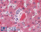 F10 / Factor X Antibody - Anti-F10 / Factor X antibody IHC of human liver, vessel. Immunohistochemistry of formalin-fixed, paraffin-embedded tissue after heat-induced antigen retrieval. Antibody concentration 5 ug/ml.