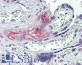 F2 / Prothrombin / Thrombin Antibody - Anti-F2 / Thrombin antibody IHC of human placenta. Immunohistochemistry of formalin-fixed, paraffin-embedded tissue after heat-induced antigen retrieval. Antibody concentration 5 ug/ml.