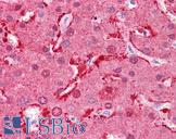 FABP1 / L-FABP Antibody - Anti-FABP1 antibody IHC of human liver. Immunohistochemistry of formalin-fixed, paraffin-embedded tissue after heat-induced antigen retrieval. Antibody concentration 5 ug/ml.  This image was taken for the unconjugated form of this product. Other forms have not been tested.