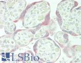FST / Follistatin Antibody - Human Placenta: Formalin-Fixed, Paraffin-Embedded (FFPE)