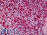 GJB1 / CX32 / Connexin 32 Antibody - Human Spleen: Formalin-Fixed, Paraffin-Embedded (FFPE)