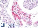GLB1 / Beta-Galactosidase Antibody - Anti-GLB1 / Beta-Galactosidase antibody IHC staining of human testis. Immunohistochemistry of formalin-fixed, paraffin-embedded tissue after heat-induced antigen retrieval.