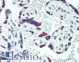 GMEB1 Antibody - Human Placenta: Formalin-Fixed, Paraffin-Embedded (FFPE)