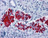 GNAI1 / Gi Antibody - Anti-GNAI1 antibody IHC of human pancreas. Immunohistochemistry of formalin-fixed, paraffin-embedded tissue after heat-induced antigen retrieval. Antibody dilution 1:50.