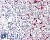 GNAQ Antibody - Anti-GNAQ antibody IHC staining of human spleen. Immunohistochemistry of formalin-fixed, paraffin-embedded tissue after heat-induced antigen retrieval.