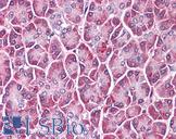 GPC4 / Glypican 4 Antibody - Anti-GPC4 / Glypican 4 antibody IHC of human pancreas. Immunohistochemistry of formalin-fixed, paraffin-embedded tissue after heat-induced antigen retrieval.