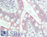 GPR31 Antibody - Anti-GPR31 antibody IHC staining of human small intestine. Immunohistochemistry of formalin-fixed, paraffin-embedded tissue after heat-induced antigen retrieval.