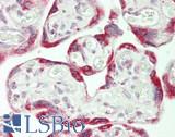 GRIP1 Antibody - Human Placenta: Formalin-Fixed, Paraffin-Embedded (FFPE)