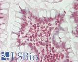 HERC2 Antibody - Human Small Intestine: Formalin-Fixed, Paraffin-Embedded (FFPE)