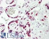 HEXIM1 Antibody - Anti-HEXIM1 antibody IHC staining of human placenta. Immunohistochemistry of formalin-fixed, paraffin-embedded tissue after heat-induced antigen retrieval.