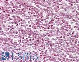 Histone H2B Antibody - Anti-Histone H2B antibody IHC of human tonsil. Immunohistochemistry of formalin-fixed, paraffin-embedded tissue after heat-induced antigen retrieval. Antibody dilution 1:100.