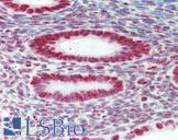 HNRNPAB Antibody - Anti-HNRNPAB antibody IHC staining of human uterus. Immunohistochemistry of formalin-fixed, paraffin-embedded tissue after heat-induced antigen retrieval.