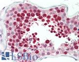 HOXA10 Antibody - Anti-HOXA10 antibody IHC staining of human testis. Immunohistochemistry of formalin-fixed, paraffin-embedded tissue after heat-induced antigen retrieval.