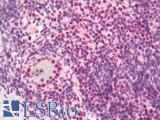 HSF1 Antibody - Human Tonsil: Formalin-Fixed, Paraffin-Embedded (FFPE) 