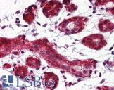 HSP90 / Heat Shock Protein 90 Antibody - Anti-HSP90 / Heat Shock Protein 90 antibody IHC of human breast. Immunohistochemistry of formalin-fixed, paraffin-embedded tissue after heat-induced antigen retrieval. Antibody concentration 5 ug/ml.