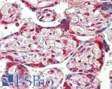 HSP90AB1 / HSP90 Alpha B1 Antibody - Anti-HSP90AB1 / HSP90 antibody IHC staining of human placenta. Immunohistochemistry of formalin-fixed, paraffin-embedded tissue after heat-induced antigen retrieval. Antibody dilution 1:50.