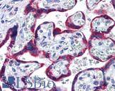 HSP90B1 / GP96 / GRP94 Antibody - Anti-HSP90B1 / GRP94 antibody IHC of human placenta. Immunohistochemistry of formalin-fixed, paraffin-embedded tissue after heat-induced antigen retrieval. Antibody concentration 10 ug/ml.