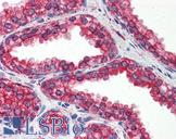 HSP90B1 / GP96 / GRP94 Antibody - Anti-HSP90B1 / GRP94 antibody IHC of human prostate. Immunohistochemistry of formalin-fixed, paraffin-embedded tissue after heat-induced antigen retrieval. Antibody concentration 5 ug/ml.