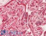 HSPA8 / HSC70 Antibody - Human Placenta: Formalin-Fixed, Paraffin-Embedded (FFPE)