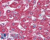 HSPD1 / HSP60 Antibody - Anti-HSPD1 antibody IHC of human liver. Immunohistochemistry of formalin-fixed, paraffin-embedded tissue after heat-induced antigen retrieval. Antibody concentration 5 ug/ml.
