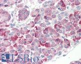HSPH1 / HSP105 Antibody - Anti-HSPH1 / HSP110 antibody IHC of human pancreas. Immunohistochemistry of formalin-fixed, paraffin-embedded tissue after heat-induced antigen retrieval. Antibody dilution 5 ug/ml.