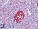 HTR1E / 5-HT1E Receptor Antibody - Human Pancreas: Formalin-Fixed, Paraffin-Embedded (FFPE)