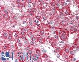 HUS1B Antibody - Anti-HUS1B antibody IHC of human adrenal. Immunohistochemistry of formalin-fixed, paraffin-embedded tissue after heat-induced antigen retrieval. Antibody concentration 5 ug/ml.