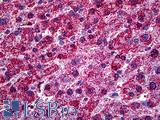 HYOU1 / ORP150 Antibody - Anti-HYOU1 / ORP150 antibody IHC of human liver. Immunohistochemistry of formalin-fixed, paraffin-embedded tissue after heat-induced antigen retrieval. Antibody concentration 5 ug/ml.