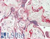 ID / ID1 Antibody - Human Placenta: Formalin-Fixed, Paraffin-Embedded (FFPE)