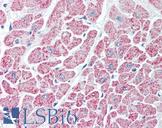 IDH / Isocitrate Dehydrogenase Antibody - Anti-IDH antibody IHC of human heart. Immunohistochemistry of formalin-fixed, paraffin-embedded tissue after heat-induced antigen retrieval. Antibody concentration 10 ug/ml.