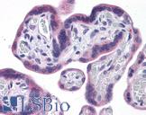 IDO1 / IDO Antibody - Anti-IDO1 / IDO antibody IHC of human placenta. Immunohistochemistry of formalin-fixed, paraffin-embedded tissue after heat-induced antigen retrieval. Antibody concentration 5 ug/ml.