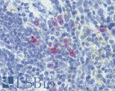 IL13 Antibody - Anti-IL-13 antibody IHC of rat spleen. Immunohistochemistry of formalin-fixed, paraffin-embedded tissue after heat-induced antigen retrieval. Antibody concentration 10 ug/ml.