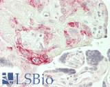 IL7 Antibody - Human Placenta: Formalin-Fixed, Paraffin-Embedded (FFPE)