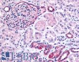 INPP5J / PIB5PA Antibody - Anti-INPP5J / PIB5PA antibody IHC of human glomerulus and renal tubular epithelium in cortex. Immunohistochemistry of formalin-fixed, paraffin-embedded tissue after heat-induced antigen retrieval.