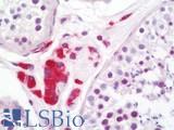 INSL3 Antibody - Anti-INSL3 antibody IHC staining of human testis. Immunohistochemistry of formalin-fixed, paraffin-embedded tissue after heat-induced antigen retrieval. Antibody dilution 1:50.