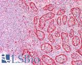 ITGB7 / Integrin Beta 7 Antibody - Human Spleen: Formalin-Fixed, Paraffin-Embedded (FFPE)