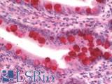 ITLN1 / Omentin Antibody - Human Small Intestine: Formalin-Fixed, Paraffin-Embedded (FFPE)