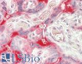 JCHAIN / Ig J Chain Antibody - Human Placenta: Formalin-Fixed, Paraffin-Embedded (FFPE)