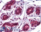 KDM8 / JMJD5 / FLJ13798 Antibody - Anti-JMJD5 antibody IHC of human breast. Immunohistochemistry of formalin-fixed, paraffin-embedded tissue after heat-induced antigen retrieval. Antibody concentration 5 ug/ml.