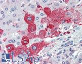 KIAA1324 / maba1 Antibody - Anti-KIAA1324 antibody IHC of human liver. Immunohistochemistry of formalin-fixed, paraffin-embedded tissue after heat-induced antigen retrieval.