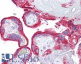 KL / Klotho Antibody - Anti-Klotho antibody IHC of human placenta. Immunohistochemistry of formalin-fixed, paraffin-embedded tissue after heat-induced antigen retrieval. Antibody concentration 5 ug/ml.