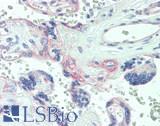 KLK9 / Kallikrein 9 Antibody - Human Placenta: Formalin-Fixed, Paraffin-Embedded (FFPE)