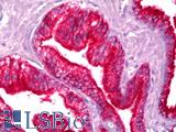 KRT18 / CK18 / Cytokeratin 18 Antibody - Anti-KRT18 / Cytokeratin 18 antibody IHC of human prostate, epithelium. Immunohistochemistry of formalin-fixed, paraffin-embedded tissue after heat-induced antigen retrieval. Antibody dilution 1:50. This image was taken for the unconjugated form of this product. Other forms have not been tested.