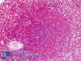 LEO1 Antibody - Human Spleen: Formalin-Fixed, Paraffin-Embedded (FFPE)