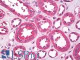 Leptin Antibody - Human, Kidney:Formalin-Fixed Paraffin-Embedded (FFPE)
