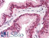 LHX2 Antibody - Anti-LHX2 antibody IHC of human prostate. Immunohistochemistry of formalin-fixed, paraffin-embedded tissue after heat-induced antigen retrieval. Antibody concentration 5 ug/ml.